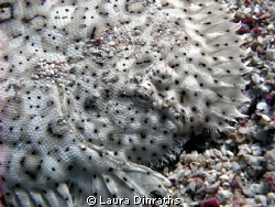 Mose's sole close up by Laura Dinraths 